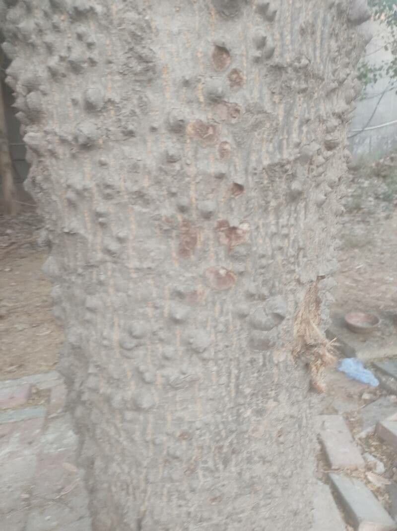 Albero del cotone 25