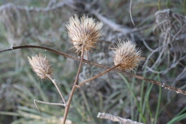 Ptilostemon chamaepeuce 2