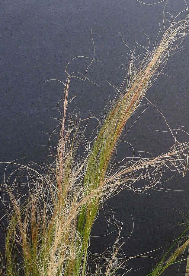 Nassella tenuissima 28