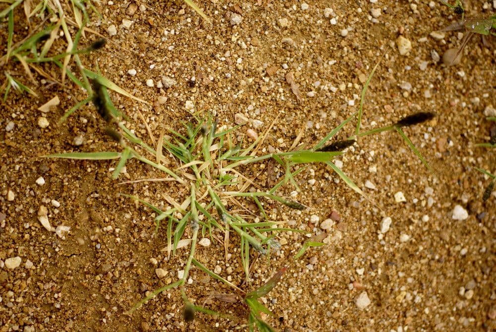 Sporobolus 14