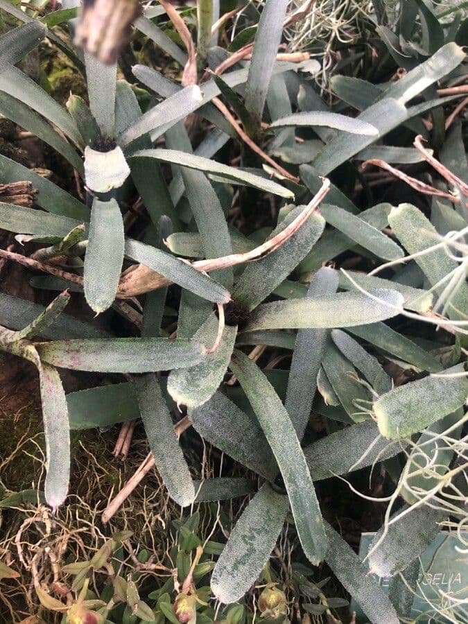 Flaschenförmige Neoregelia 4
