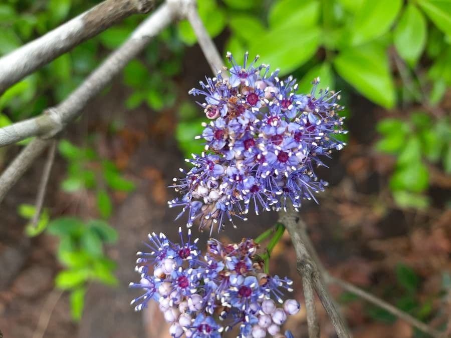 Embelia 2