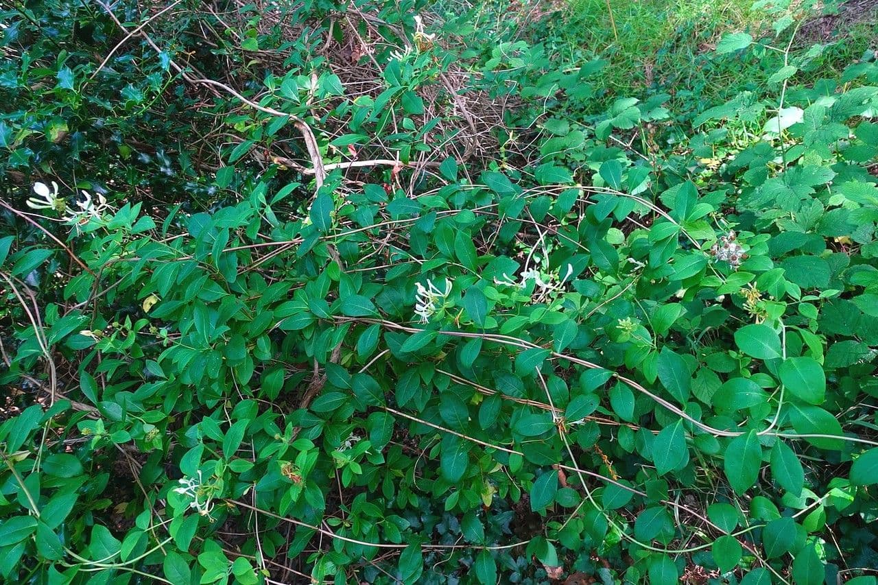 Wald-Geißblatt 11