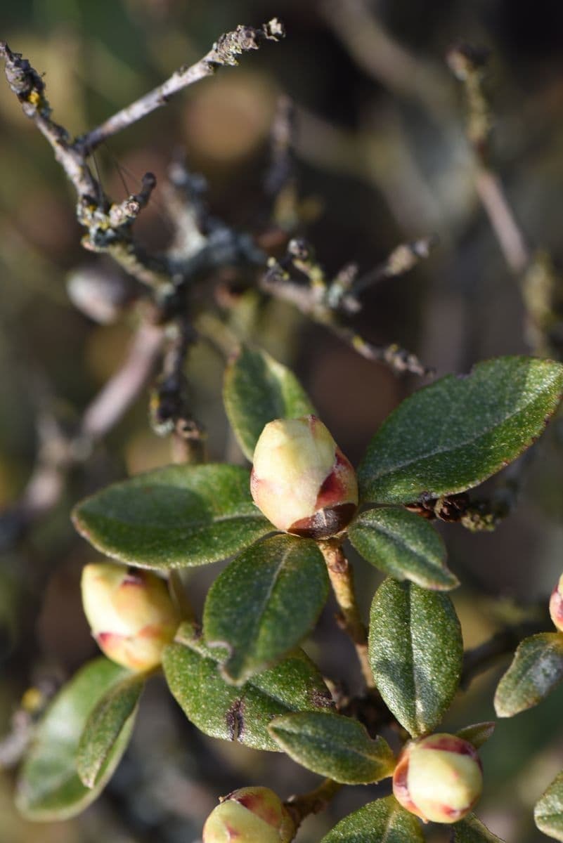 Rododendro
