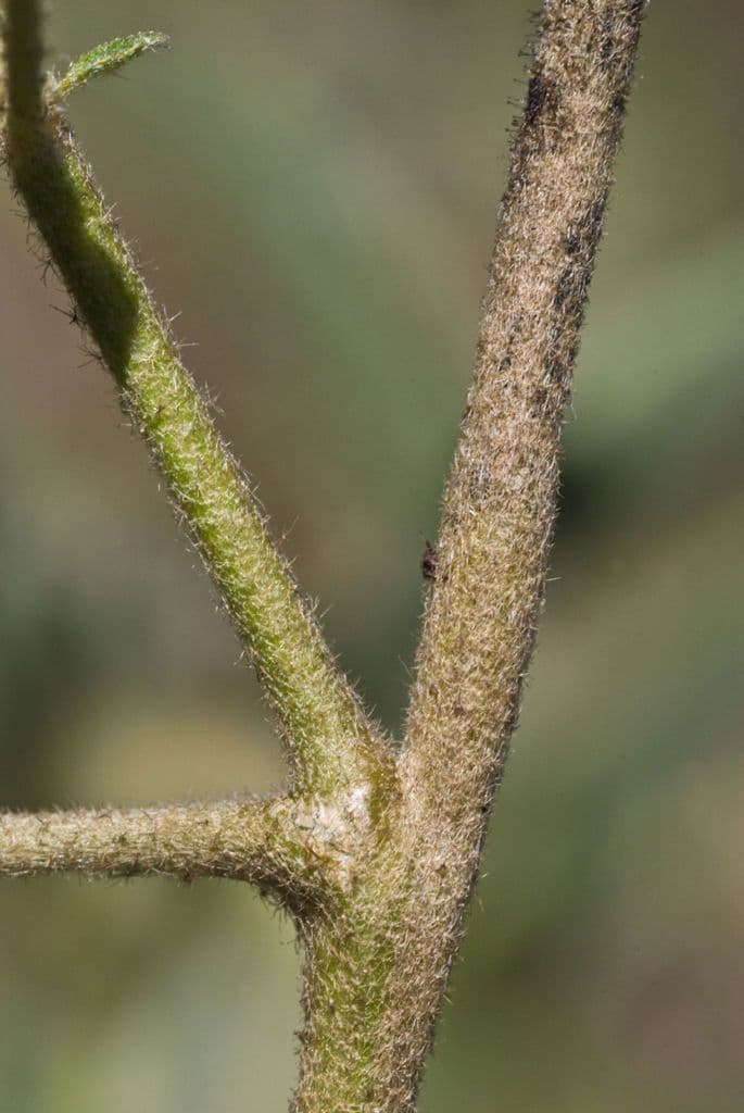 Croton capitatus 24