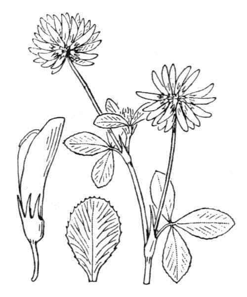 Trifoglio ibrido 28