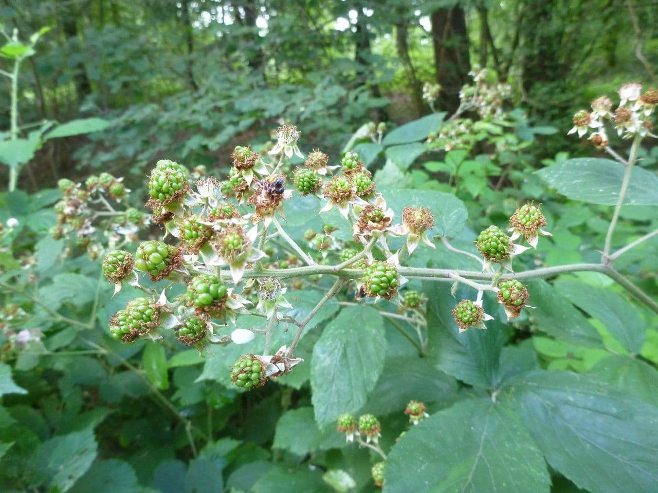 Rovo 2