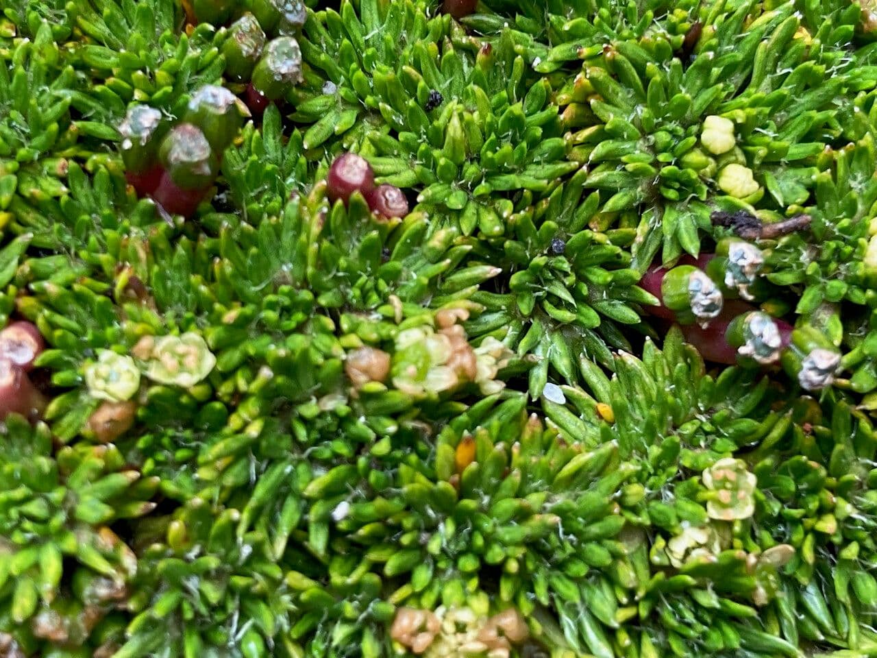 Azorella 8