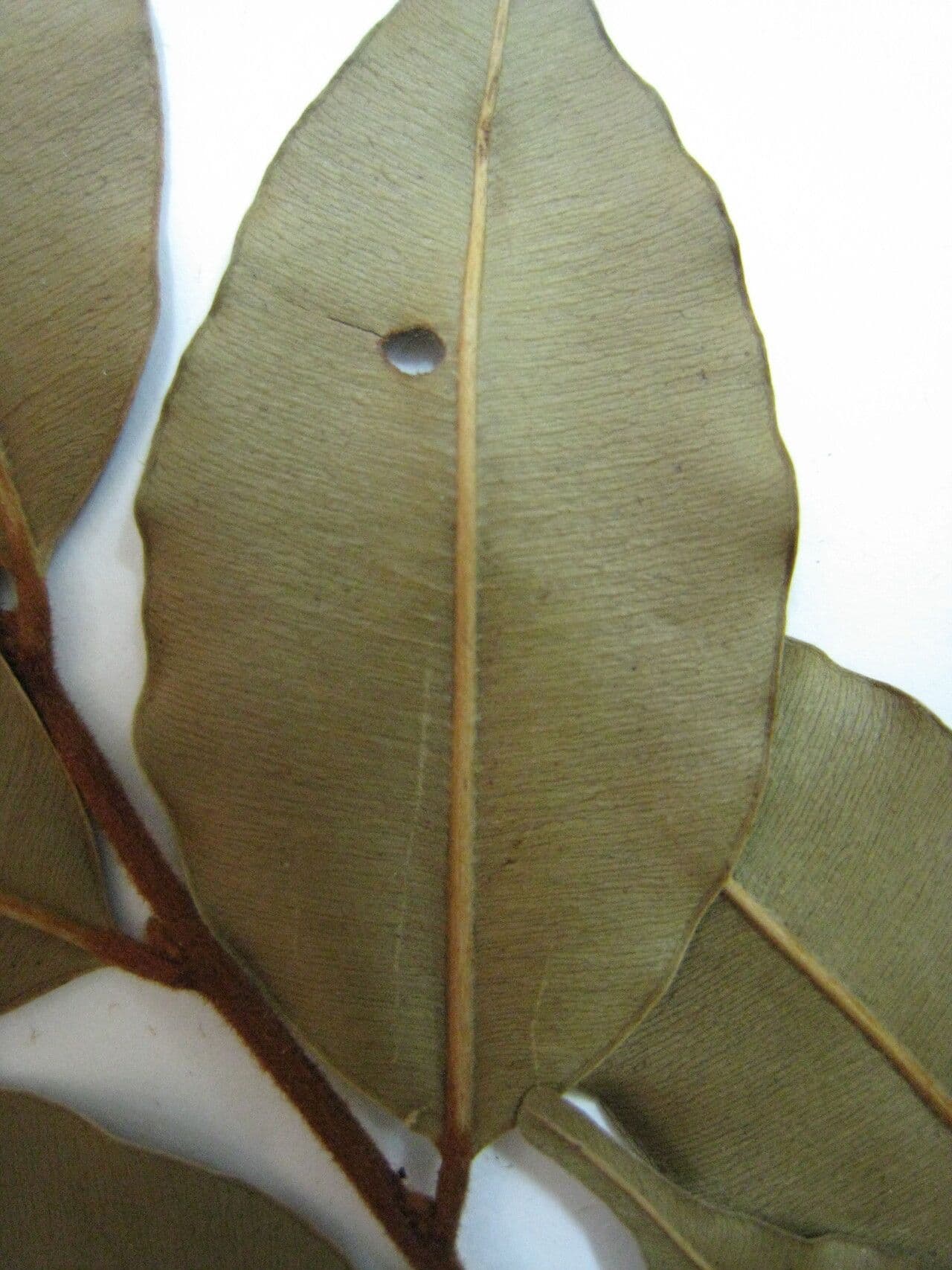 Micropholis venulosa 3