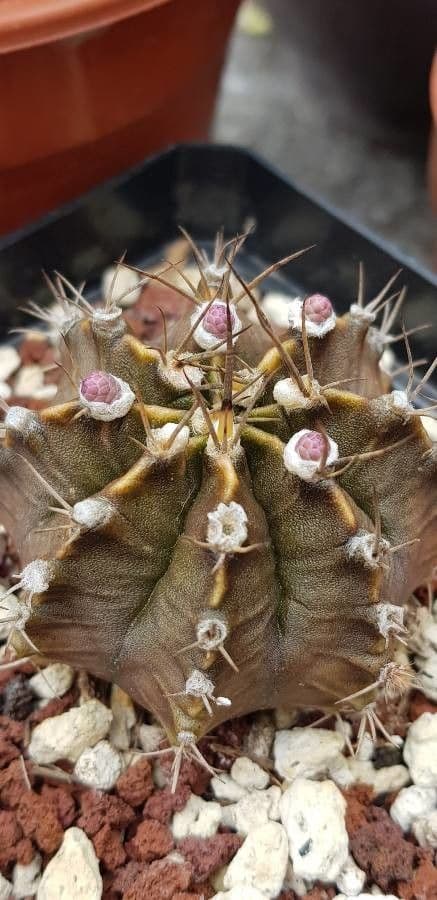 Cactus lunare 28