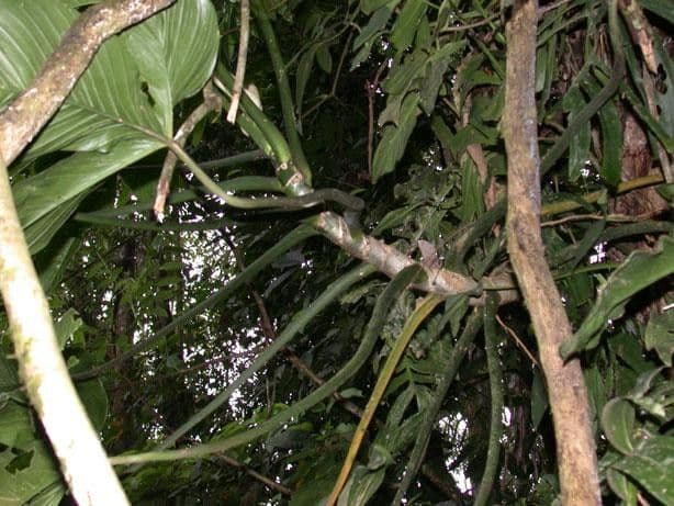 Philodendron 18