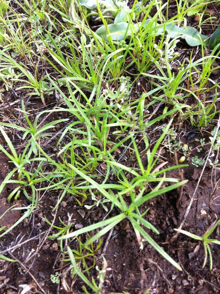 Calycadenia multiglandulosa 9