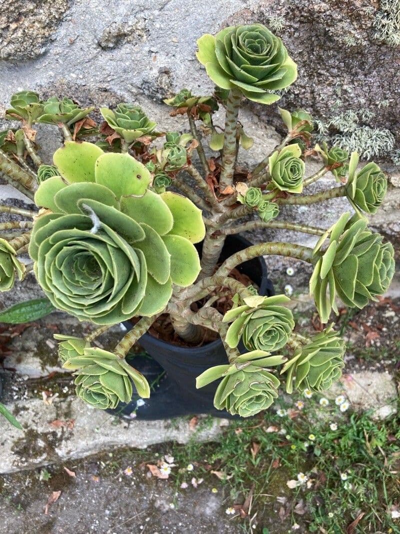 Aeonium 5