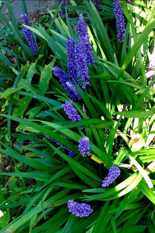 Liriope 8