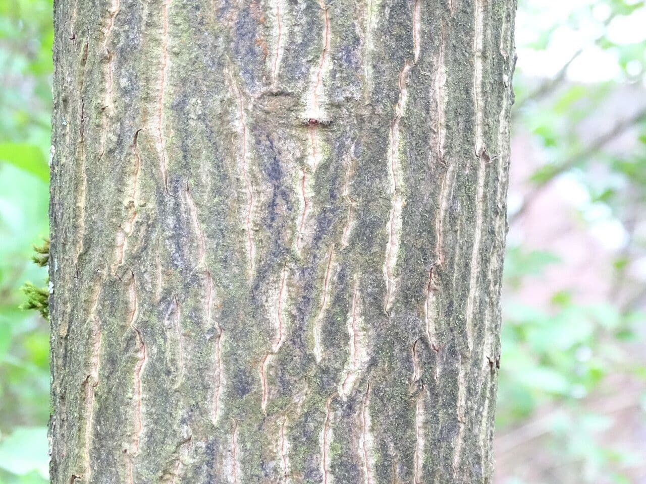 Karolinischer Schneeballbaum 22