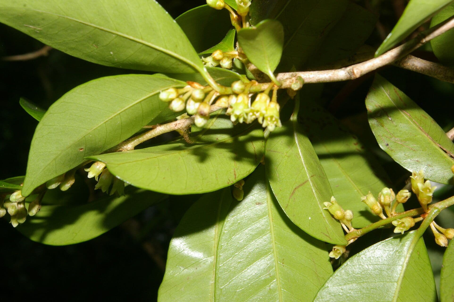 Casearia tremula 9