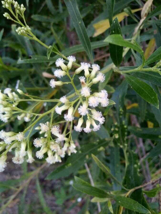 Baccharis 3