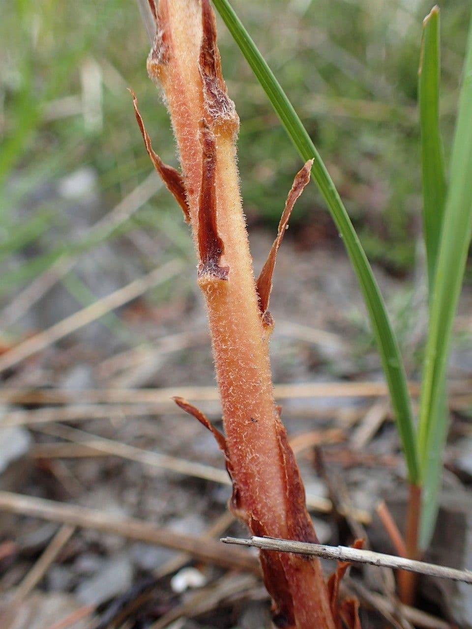 Succiamele gracile 22