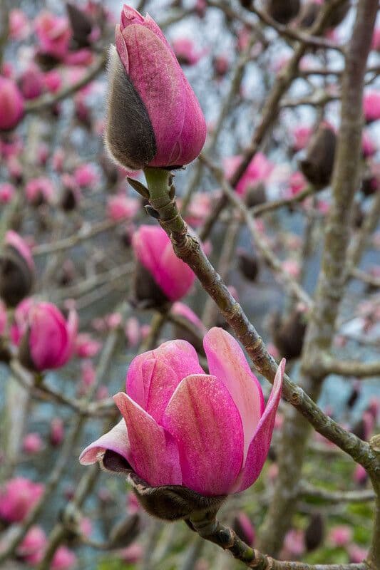Magnolia di Campbell 8