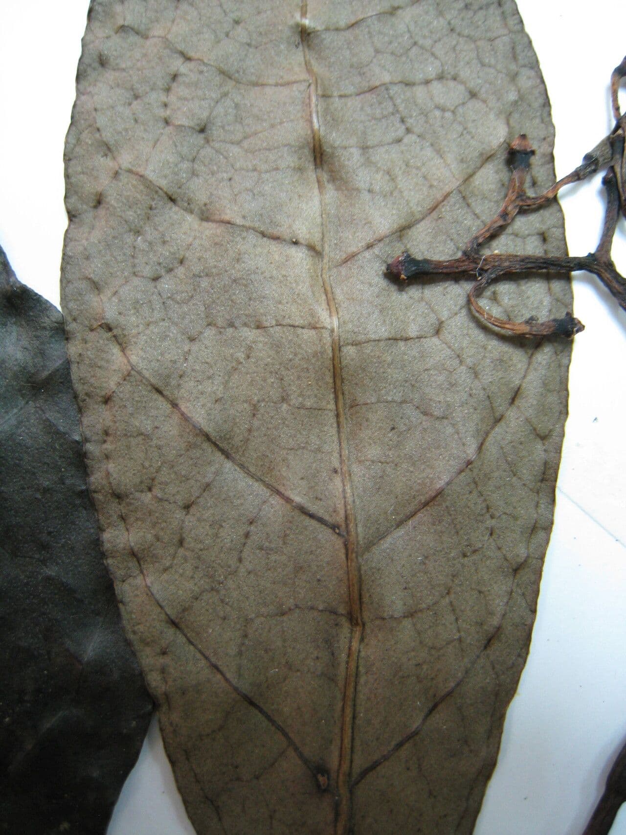 Palicourea 3