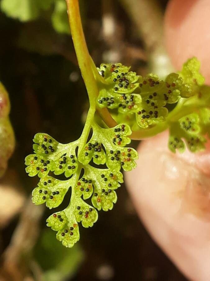 Anogramma leptophylla