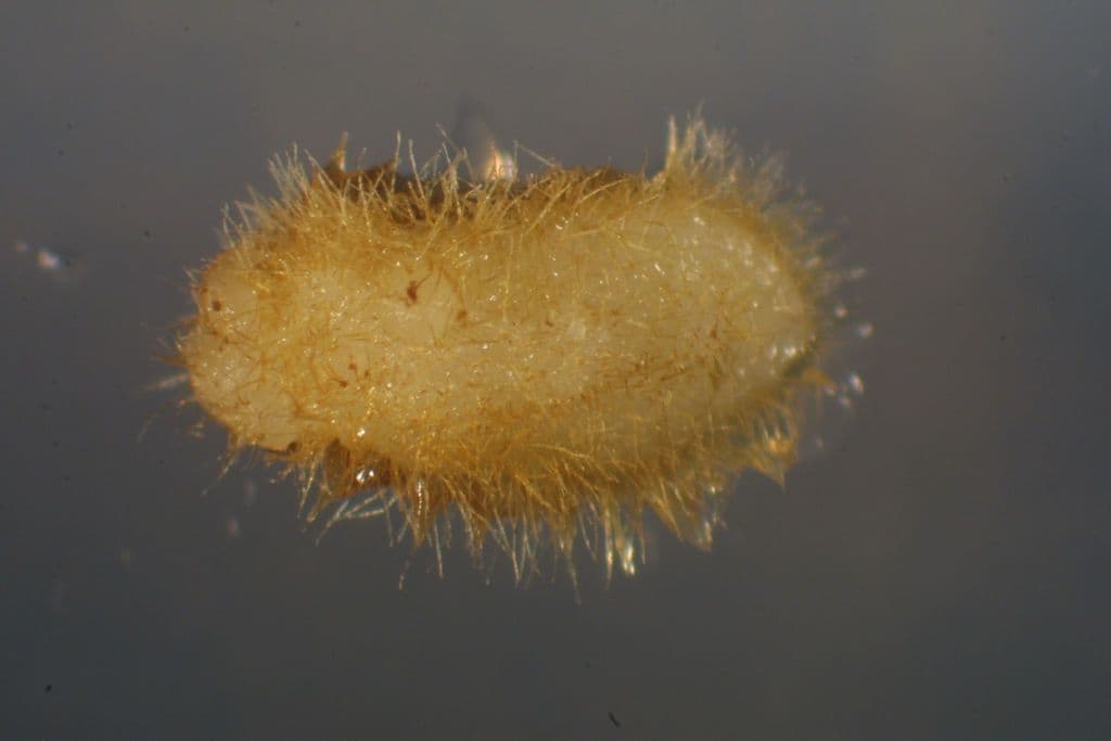 Botrychium inciso 3