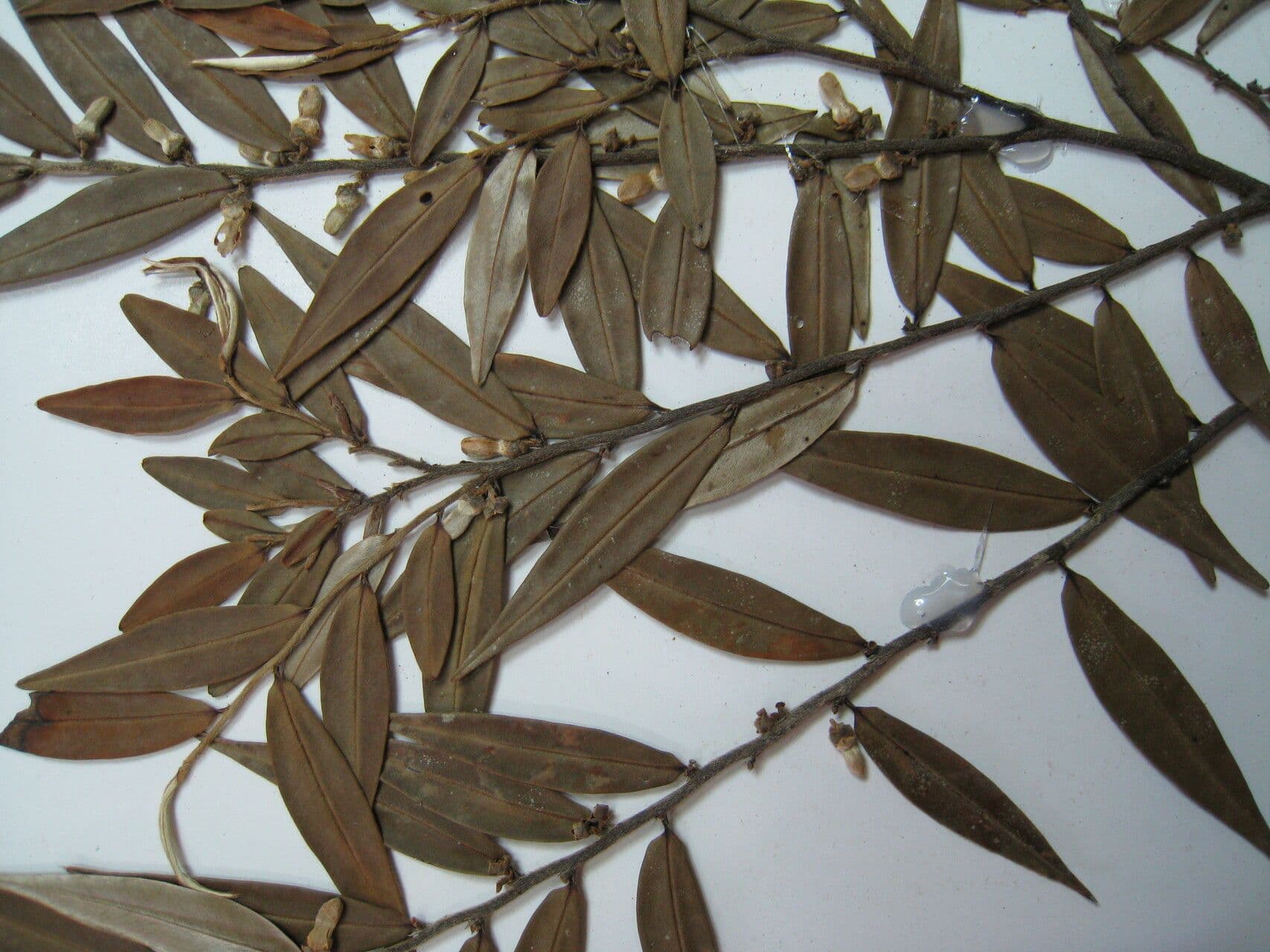 Xylopia 3