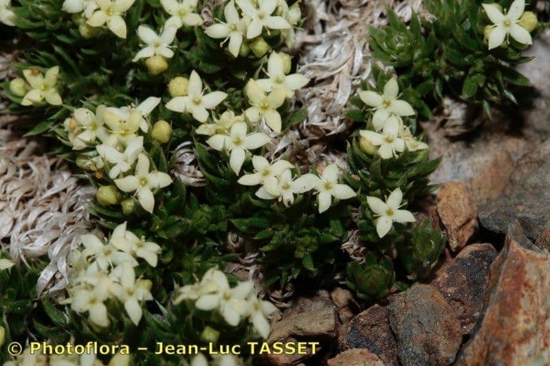 Rubiacea 16