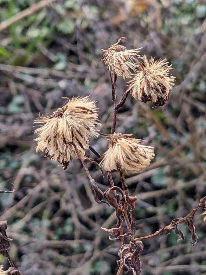 Neubelgische Aster 4