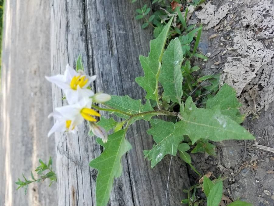 Solanum dimidiato 9