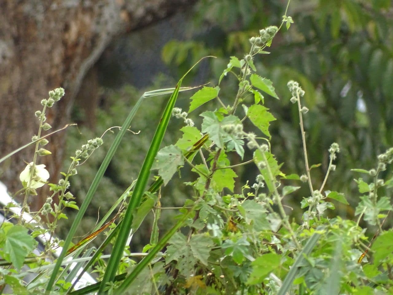 Ibisco 4