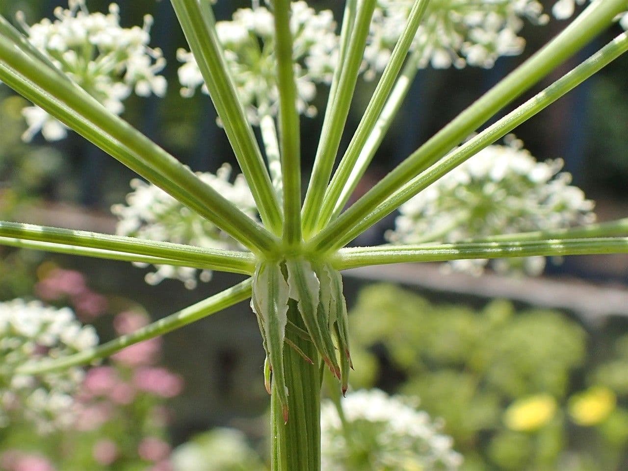 Ferula 10