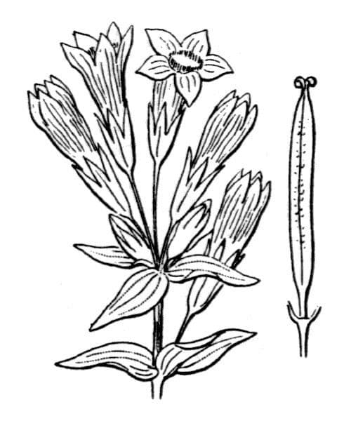 Genziana tedesca 25
