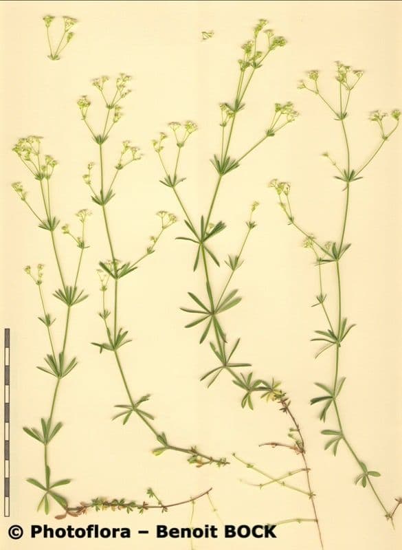 Caglio liscio 21