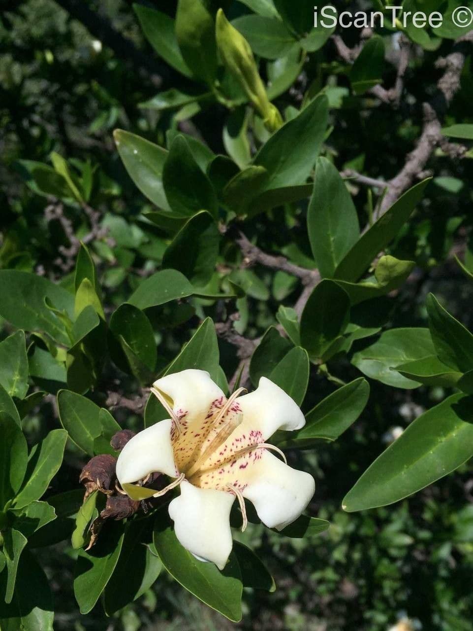 Gardenia del Capo 7