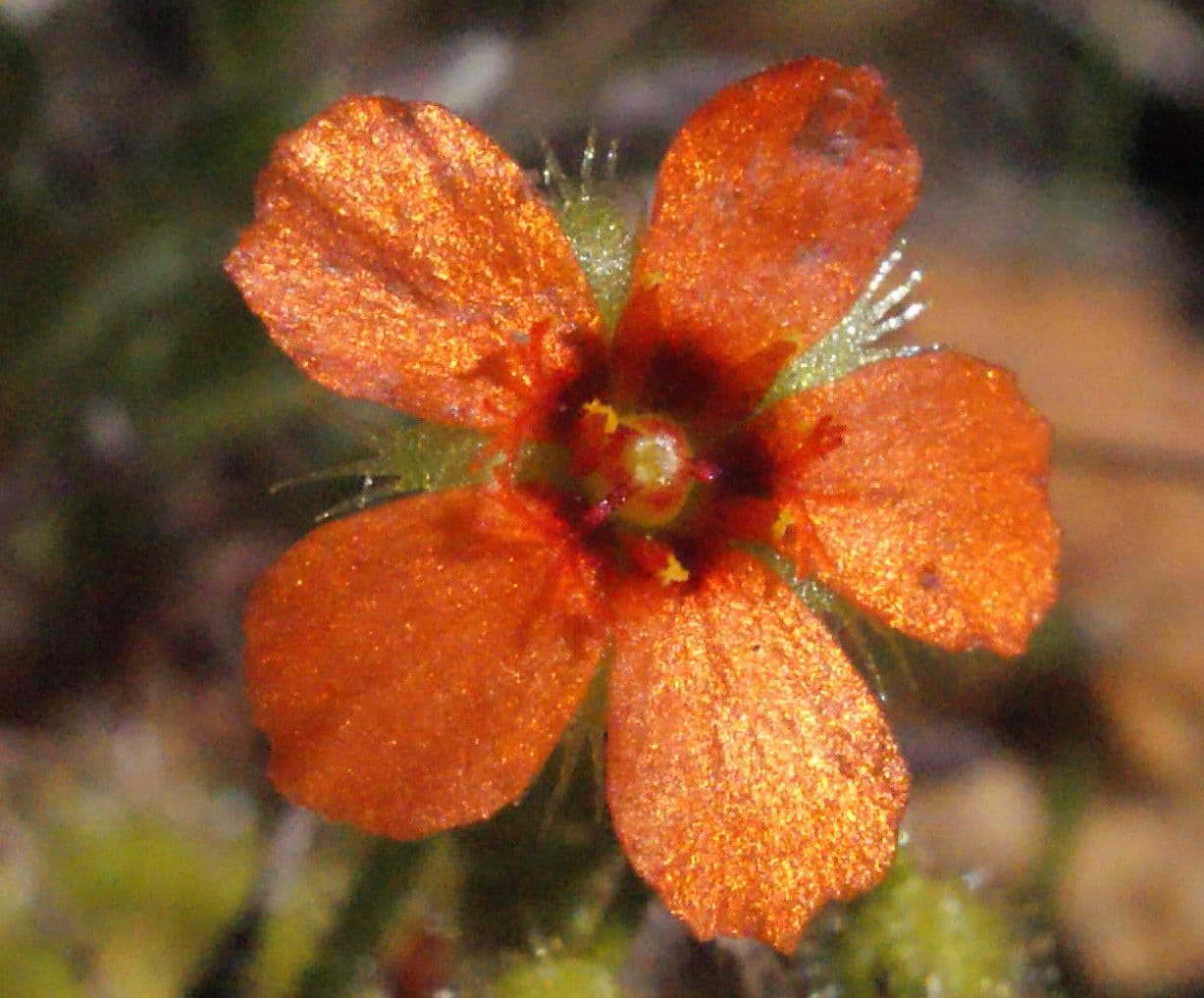 Drosera glanduligera 5