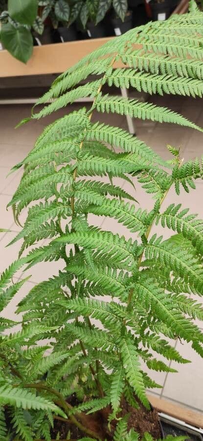 Dicksonia di Blume 4