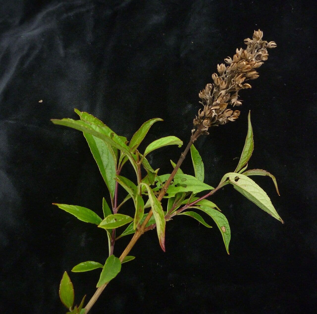 Pseudocaryopteris 2