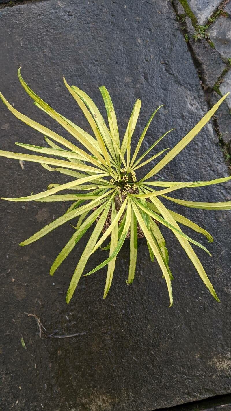 Osmoxylon 17