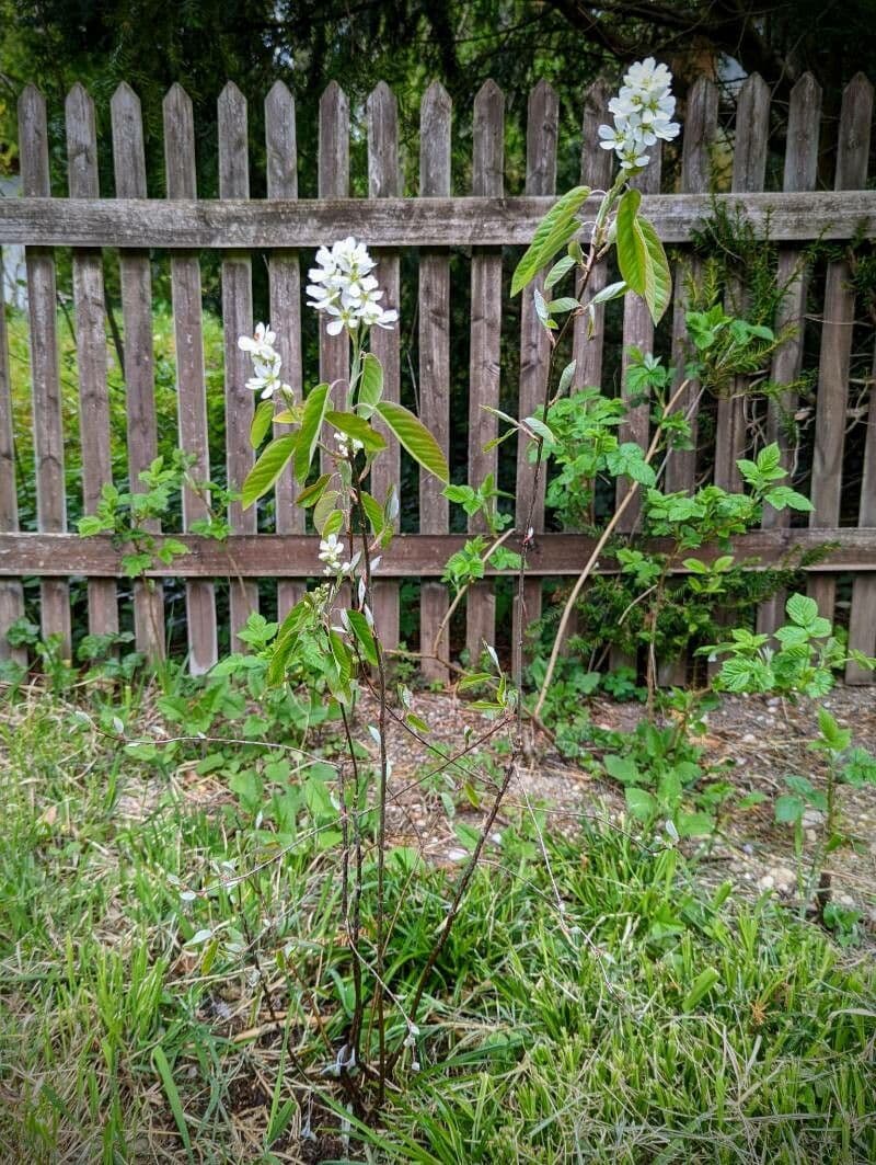 Amelanchier 13