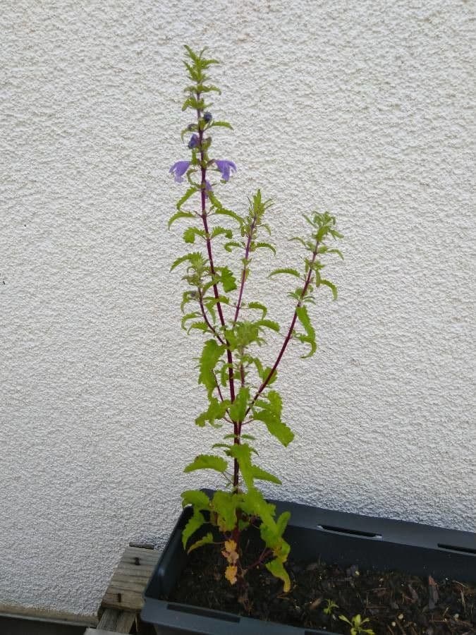 Dracocéphale de Moldavie 13