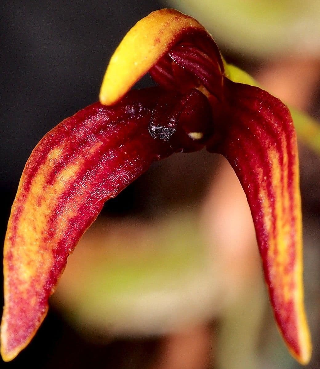 Bulbophyllum 2