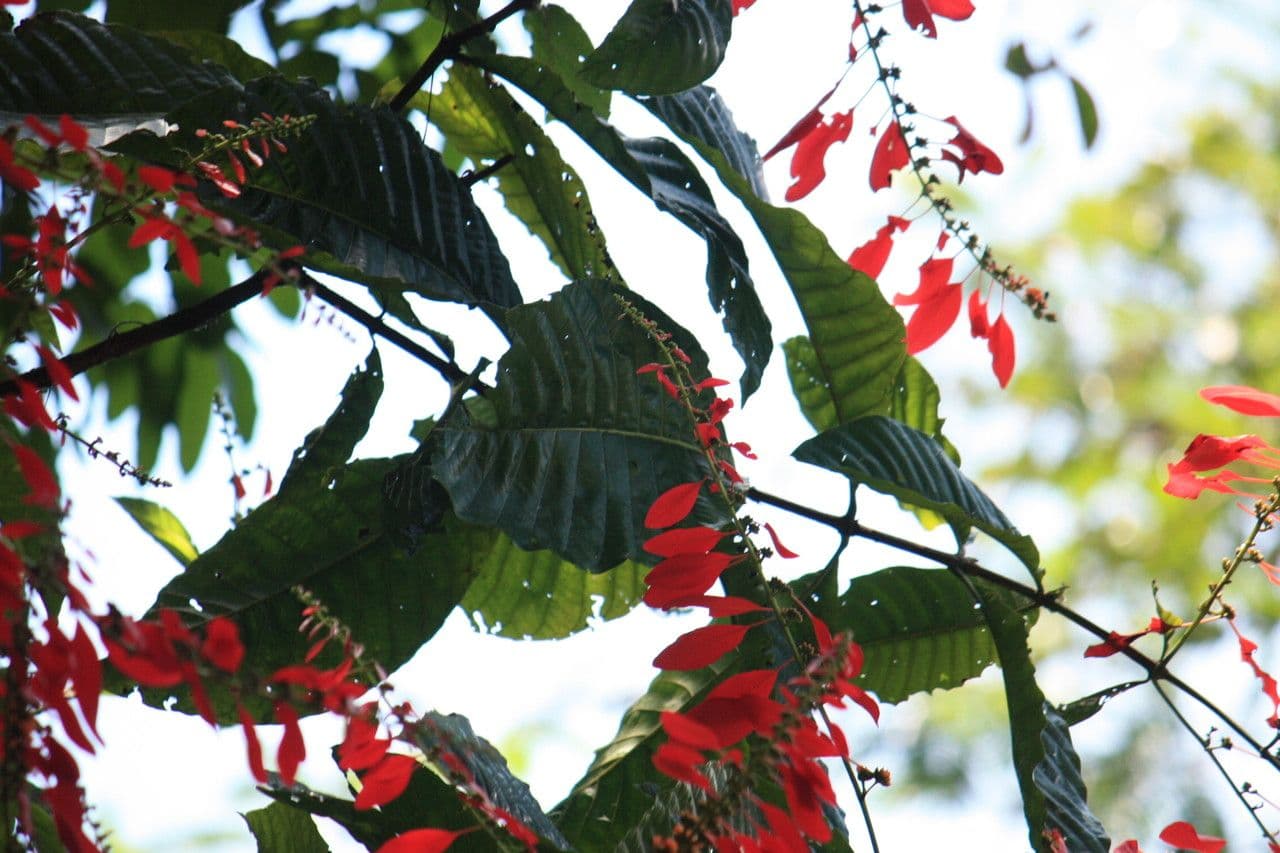 Warszewiczia coccinea 13