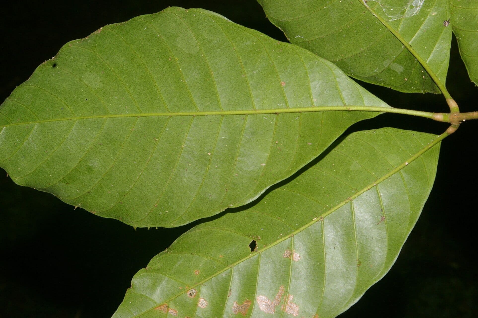 Trichilia 15