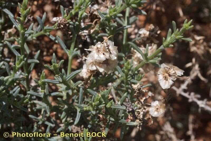 Salsola oppositifolia 12