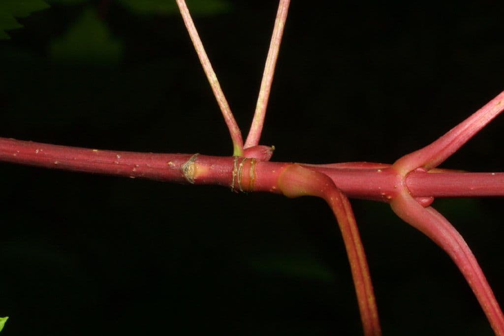 Érable glabrum 23
