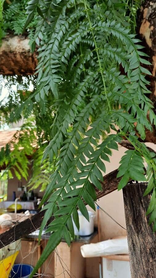 Jacaranda 3