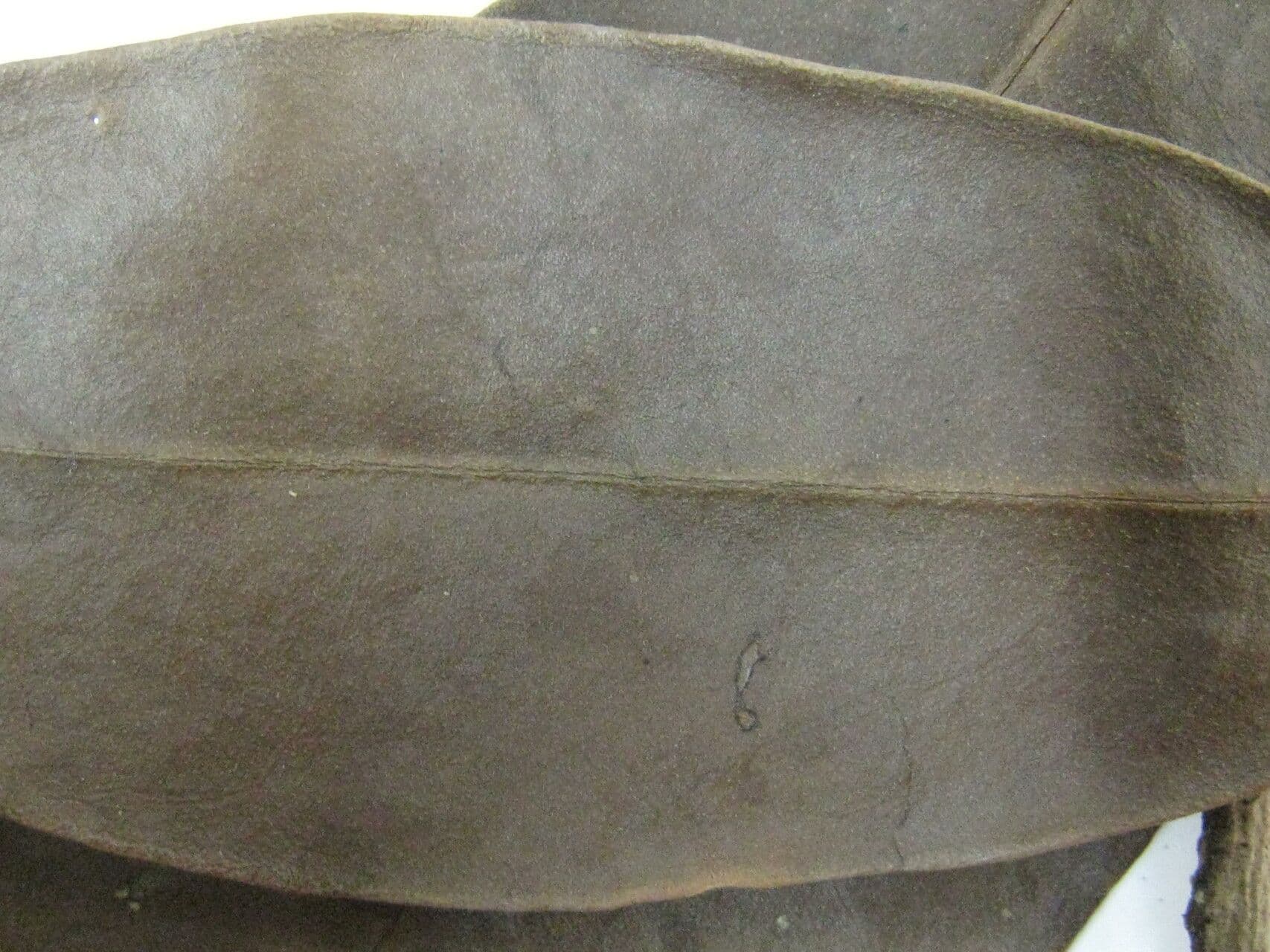 Cybianthus guyanský 2