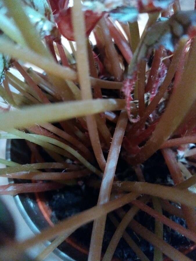 Begonia rex 19