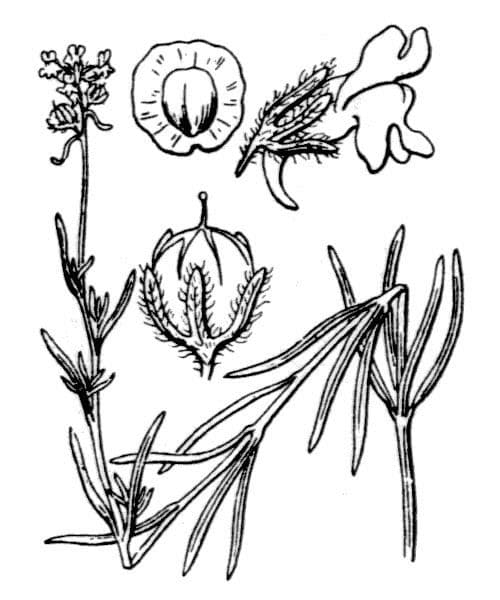 Acker-Leinkraut 24